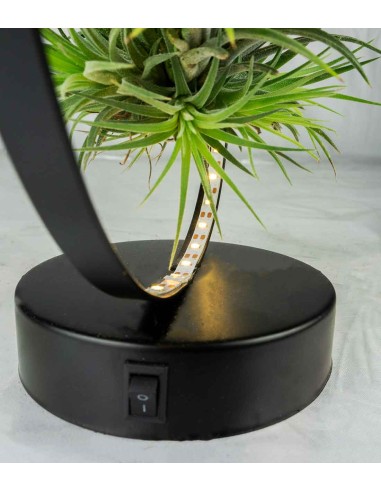 Tillandsia circolare led nero