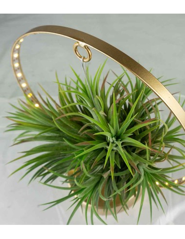Tillandsia circolare led oro