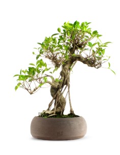 Ficus Retusa XL