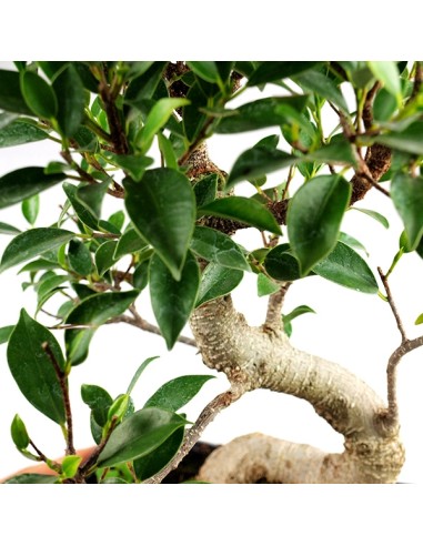 Ficus Retusa XL Ficus Retusa XL