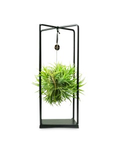 Tillandsia con supporto in...