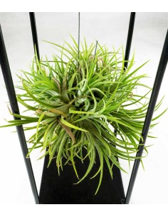 Tillandsia con supporto... 2