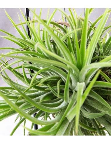 Tillandsia con supporto in ferro 
