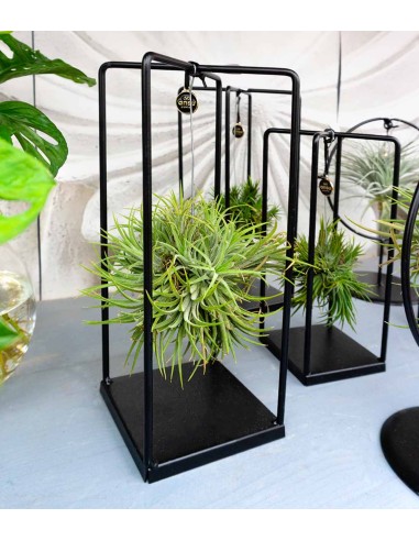 Tillandsia con supporto colore bianco