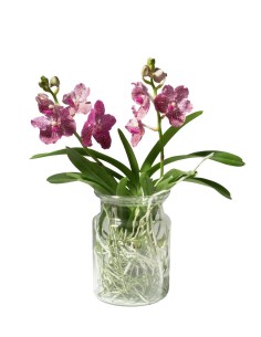Orchidea Vanda 2
