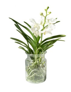 Orchidea Vanda 2
