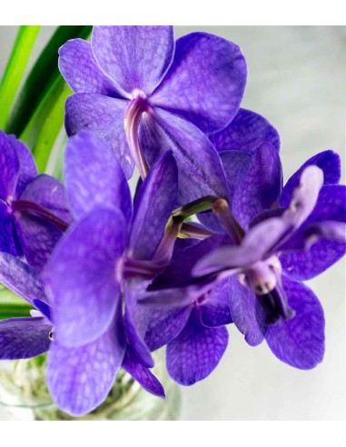 Orchidea Vanda