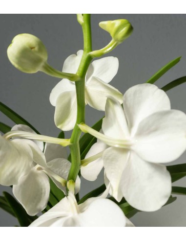 Orchidea Vanda