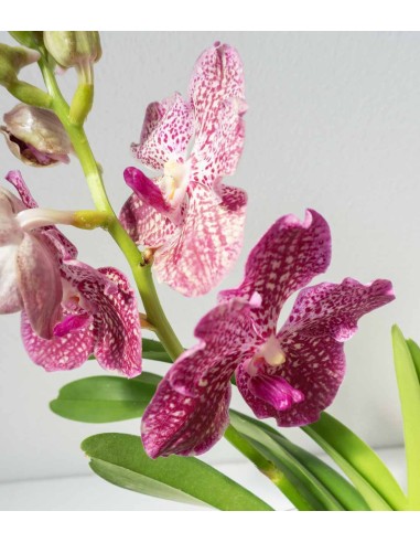 Orchidea Vanda