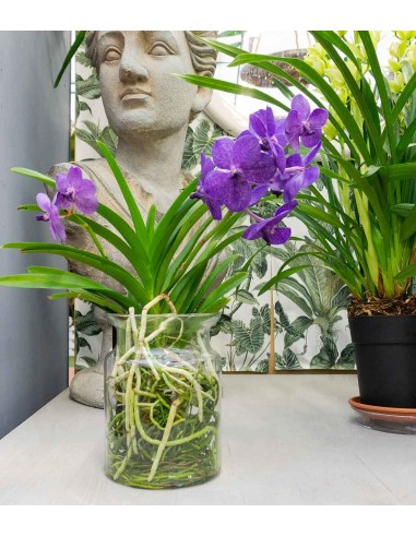 Orchidea Vanda
