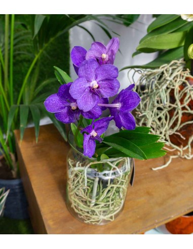 Orchidea Vanda