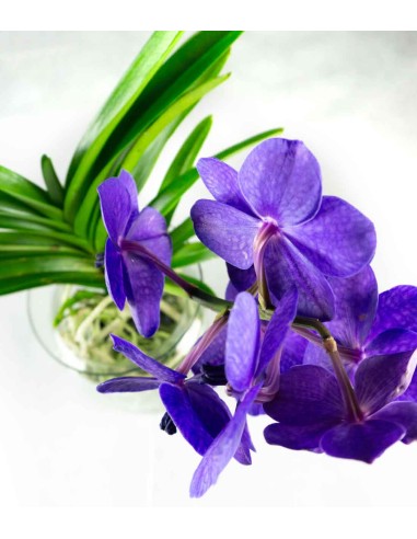 Orchidea Vanda