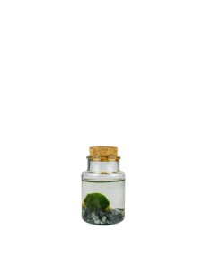 Marimo in vetro mini