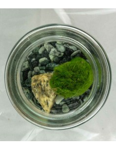 Marimo in vetro mini 2