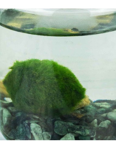 Marimo in vetro mini