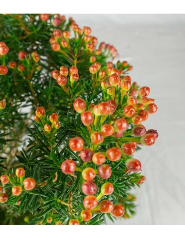 Wax Flower Alberello