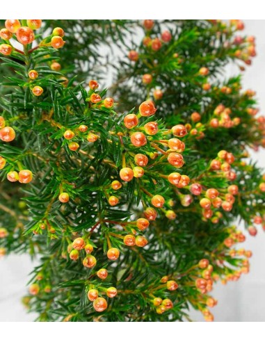 Wax Flower Alberello