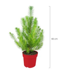 Pinus pinea o Pino domestico