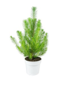 Pinus pinea o Pino domestico 2