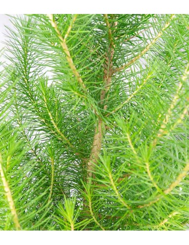 Pinus pinea o Pino domestico