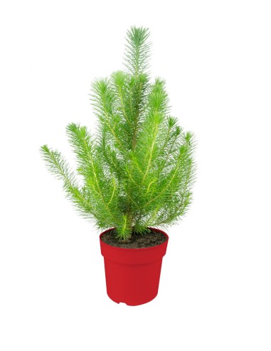 Pinus pinea o Pino domestico