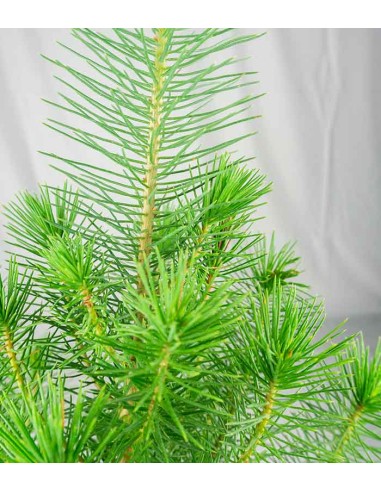 Pinus pinea o Pino domestico