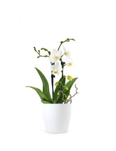 Orchidea Arco | Fiore bianco 