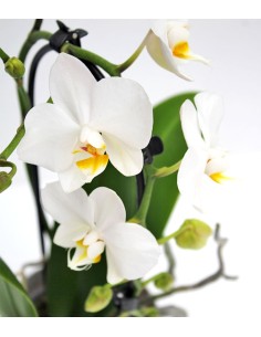 Orchidea Arco | Fiore bianco  2