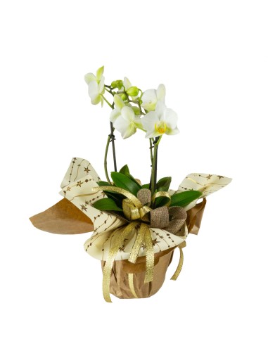 Orchidea Arco | Fiore bianco 