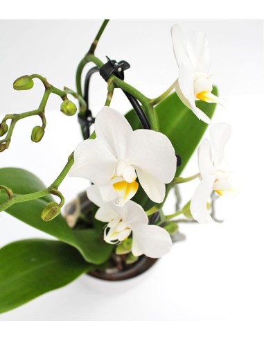 Orchidea Arco | Fiore bianco 