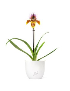 Paphiopedilum