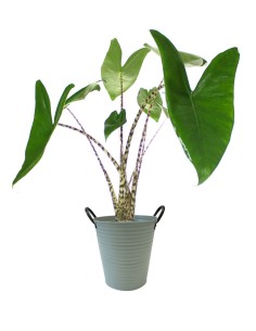 Alocasia Zebrina vaso 17