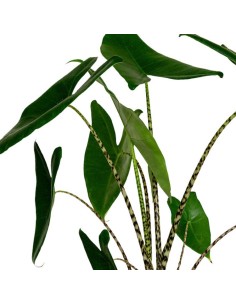 Alocasia Zebrina vaso 17 2