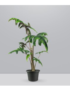Alocasia Jacklin