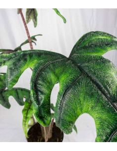 Alocasia Jacklin 2