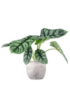 Alocasia Dragon Scale |...
