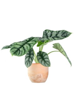 Alocasia Dragon Scale |... 2