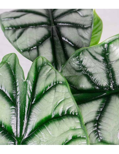 Alocasia Dragon Scale | Baginda