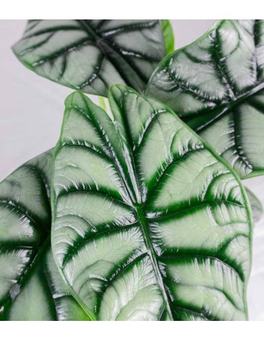 Alocasia Dragon Scale | Baginda