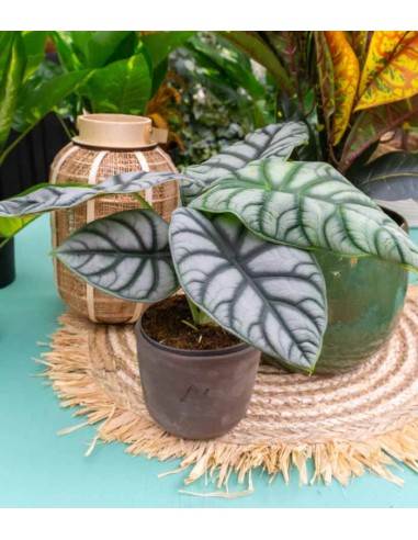 Alocasia Dragon Scale | Baginda