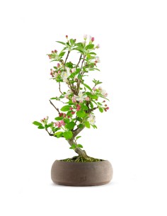Melo bonsai 7 anni