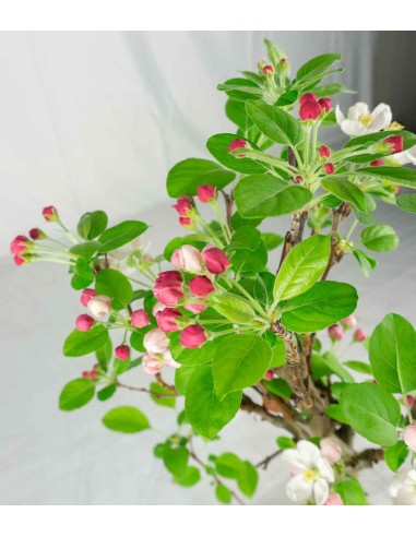 Melo bonsai 7 anni Melo bonsai 7 anni