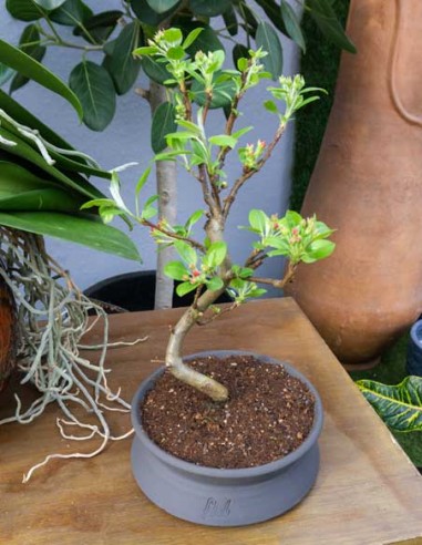 Melo bonsai 7 anni Melo bonsai 7 anni