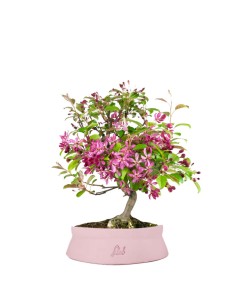 Melo rosso impalcato