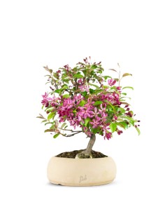 Melo rosso impalcato 2