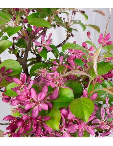 Melo rosso impalcato Melo rosso impalcato