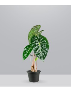 Alocasia Pink Dragon vaso 17