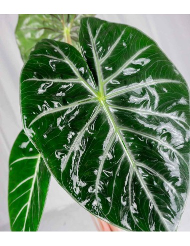 Alocasia Pink Dragon vaso 17