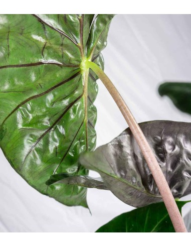 Alocasia Pink Dragon vaso 17