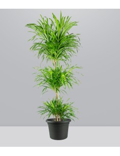 Dracena reflexa | 120 cm